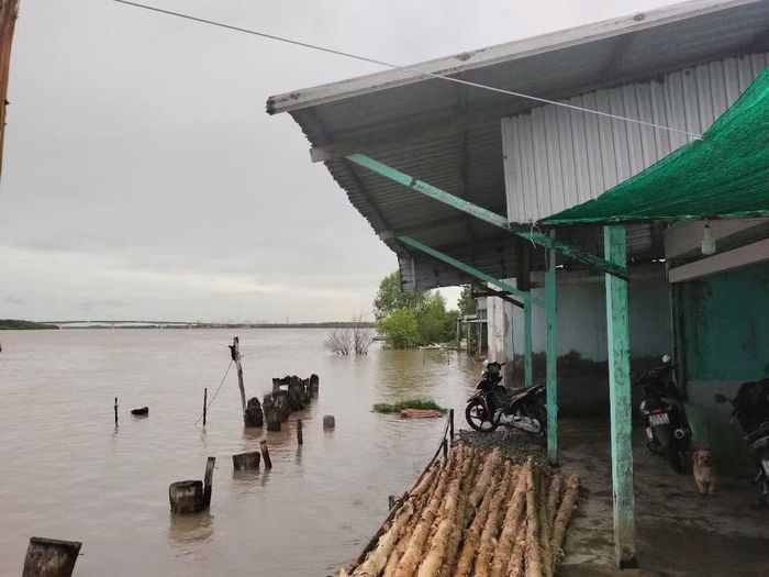 Người dân sống ven sông Cửa Lớn thường xuyên bị “hà bá nuốt" căn nhà.