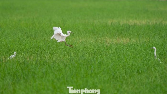 Cò trắng kiếm ăn giữa những ruộng lúa.