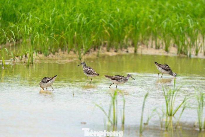 Trên những ruộng lúa ngập nước, đàn choắt bụng xám dùng chiếc mỏ dài kiếm ăn.