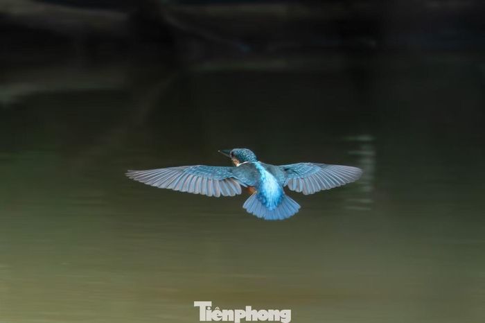 Trên những cành cây nhô ra gần mặt nước, bồng chanh (chim bói cá) thường chọn vị trí thuận lợi để quan sát. Sắc xanh nổi bật của loài chim này tạo điểm nhấn giữa không gian vùng quê.