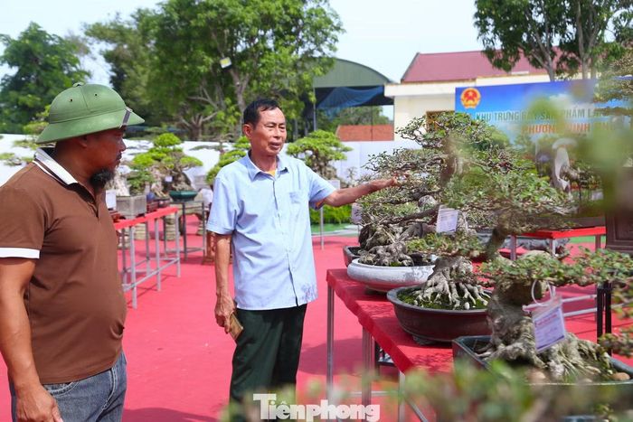 Bên cạnh những cây có kích thước lớn, nhiều tác phẩm nhỏ cũng gây chú ý bởi thế dáng độc đáo, đường thân, cành và rễ được tạo tác tinh tế. Qua mỗi tác phẩm, người xem có thể nhận thấy sự kỳ công và dấu ấn riêng của các nghệ nhân.