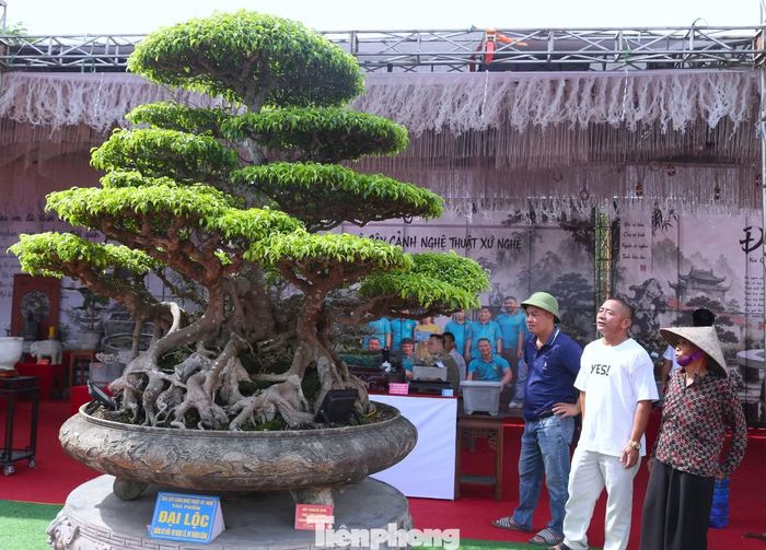  Không chỉ gây chú ý bởi tuổi đời và giá trị, "cụ sanh" còn trở thành điểm check-in được nhiều người yêu cây cảnh tìm đến, đứng ngắm, chụp ảnh. 