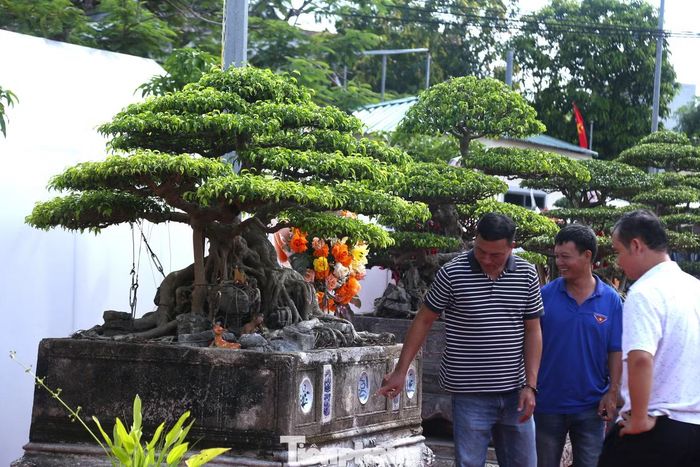 Triển lãm còn có nhiều tác phẩm sanh mang các dáng thế khác nhau như thác đổ, trực, hoành... với thân cây uốn lượn, bộ rễ già nua và tán lá được cắt tỉa công phu.