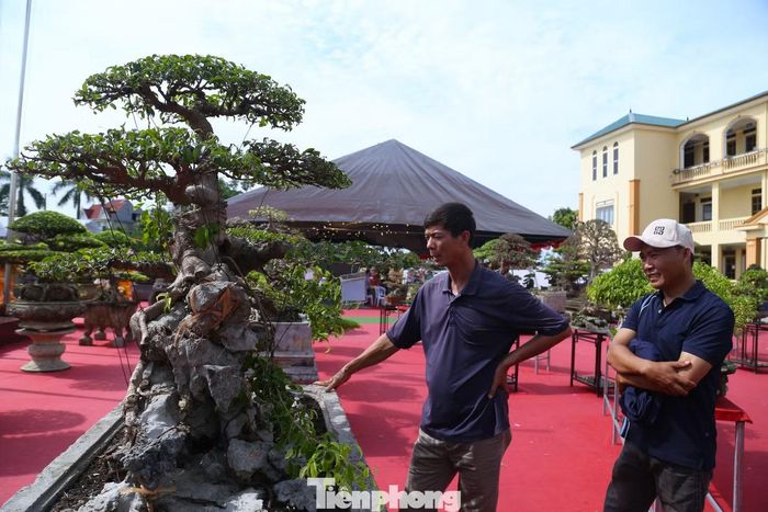 Ông Nguyễn Thế Thân - Chủ tịch UBND phường Vinh Phú - cho biết, địa phương hiện có 3 làng nghề hoa, cây cảnh được công nhận hơn 15 năm qua gồm Kim Phúc, Kim Chi và Kim Mỹ. Triển lãm là sự kiện văn hóa - kinh tế có ý nghĩa, góp phần quảng bá nghề trồng hoa, cây cảnh của địa phương. Phường đang xây dựng đề án phát triển các làng nghề gắn với sản phẩm OCOP về hoa, cây cảnh, hướng tới kết hợp nông nghiệp chất lượng cao với du lịch sinh thái, trải nghiệm.