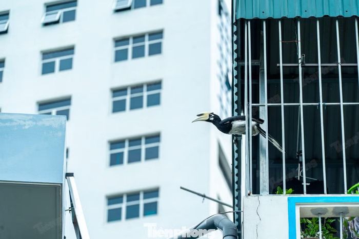 8 cá thể Cao Cát được phát hiện gần trụ sở thành phố Quảng Ninh là loài đang bị đe dọa tuyệt chủng, nghiêm cấm khai thác, sử dụng vì mục đích thương mại.