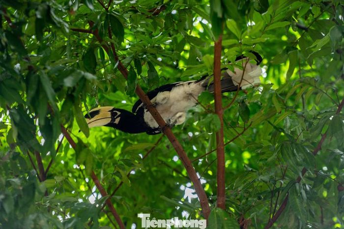 Một người dân sinh sống tại tổ 5 khu Hồng Hà 3, phường Hạ Long cho biết, các cá thể này thường bay ra khu dân cư và đậu trên các cây lớn xung quanh khu vực.