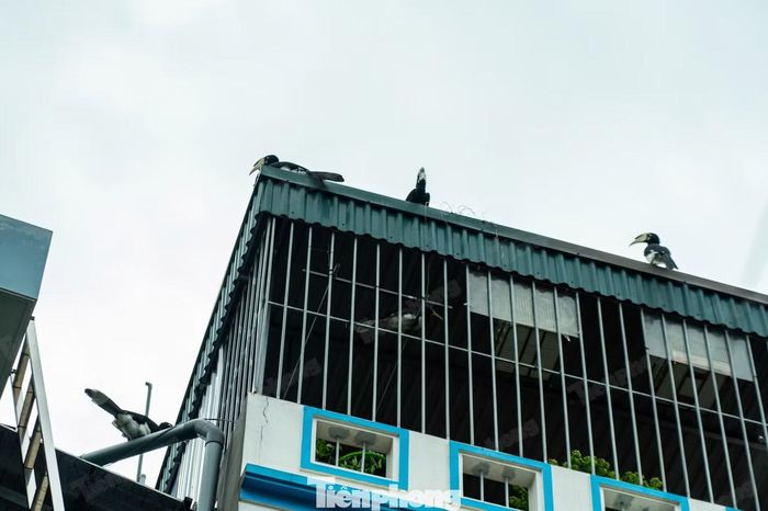 Ghi nhận ngày 31/8, có khoảng 8 cá thể chim xuất hiện tại khu vực này.