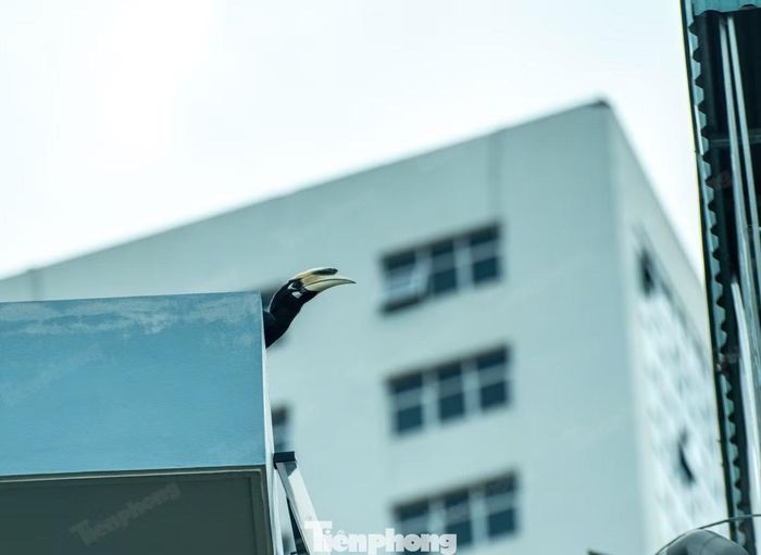 Loài chim Cao cát bụng trắng hay còn gọi Chim mỏ sừng phương Đông (Oriental Pied Hornbill), tên khoa học - Anthracoceros albirostris (Shaw, 1808), thuộc họ Hồng Hoàng (Bucerotidae) trong bộ Hồng Hoàng (Bucerotiformes). Loài chim cỡ trung bình, có mỏ sừng lớn, chiều dài từ đầu đến đuôi khoảng 68 – 70 cm.