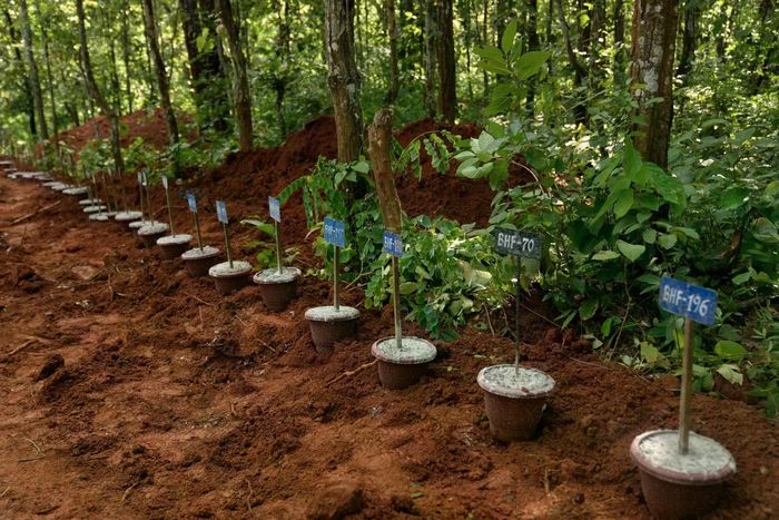 Những chiếc chậu được cắm bảng số hiệu để phục vụ công tác xác định danh tính sau này. (Ảnh: AP)