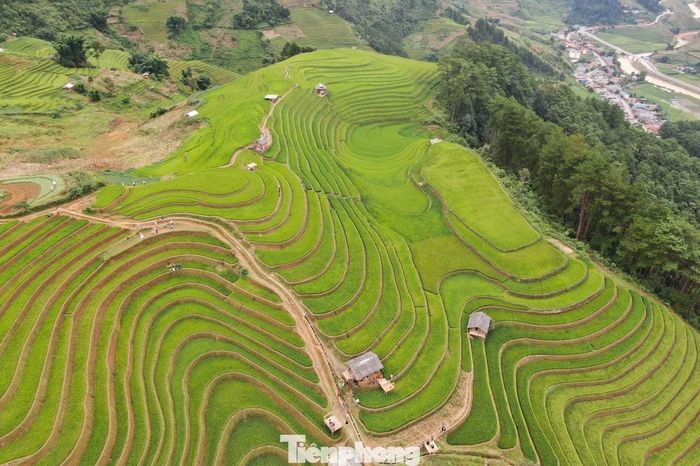 Những ngày nghỉ lễ Quốc khánh 2/9, lượng du khách đến Mù Cang Chải du lịch tăng mạnh, các homestay, khách sạn "cháy" phòng. Đây là cũng là thời điểm lúa trên những thửa ruộng bậc thang bắt đầu chuyển từ màu xanh sang chín vàng - mùa đẹp nhất trong năm của xã vùng cao này.
