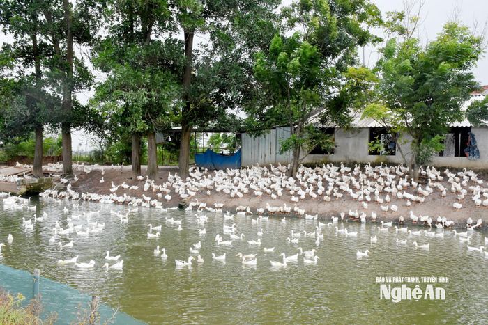 Ở xóm Thanh Thủy, xã Nam Đàn có nhiều mô hình kinh tế hiệu quả, cho thu nhập cao. Ảnh: Công Kiên