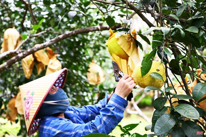 Nhu cầu của khách hàng trong đợt nghỉ lễ Quốc khánh 2/9 cao hơn so với ngày thường. Vì thế, các nhà vườn đang tất bật thu hoạch để kịp cung ứng cho thị trường.