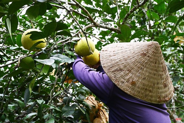 Bưởi được hái trực tiếp từ cây, hạn chế va đập, nhằm đảm bảo mẫu mã, chất lượng trước khi đưa đến tay khách hàng.