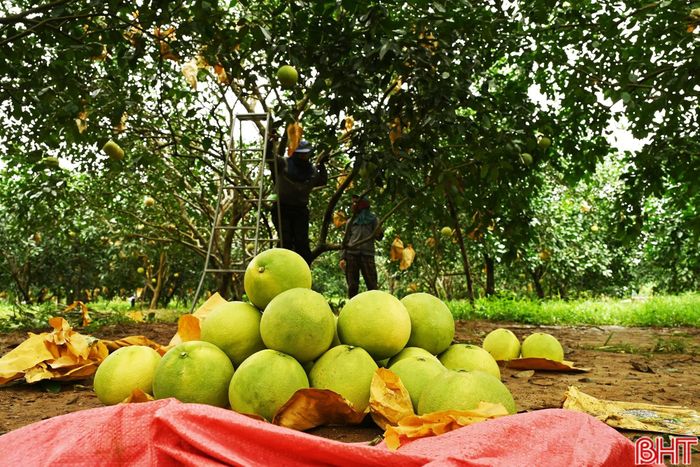 Những quả bưởi Phúc Trạch sẽ theo các chuyến xe khách, tỏa đi nhiều tỉnh, thành, góp thêm hương vị đặc sản Hà Tĩnh trong dịp Quốc khánh 2/9.