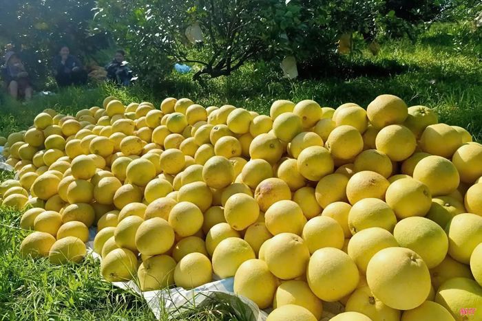 Bưởi Phúc Trạch năm nay được đánh giá có chất lượng khá tốt, mẫu mã đẹp, vị ngọt đậm hơn so với các năm trước.