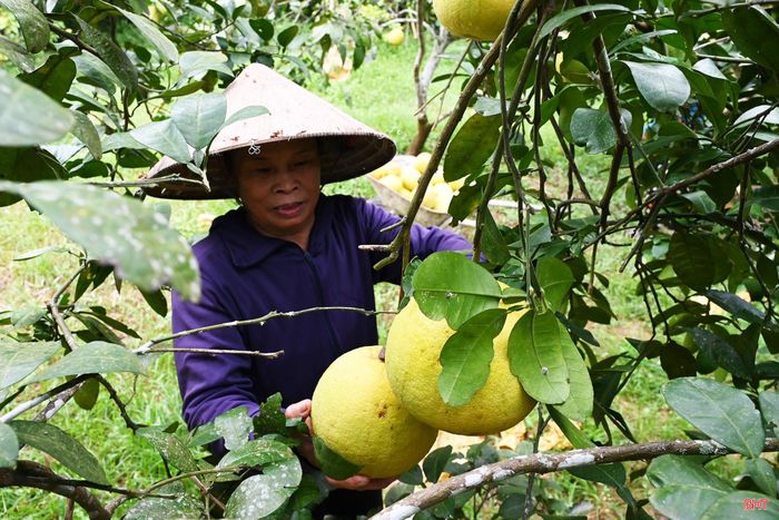 Đặc biệt, giá bưởi năm nay tăng so với cùng kỳ năm trước nên người dân rất phấn khởi. Giá bán ngay tại vườn dao động từ 25-35 nghìn đồng/quả.