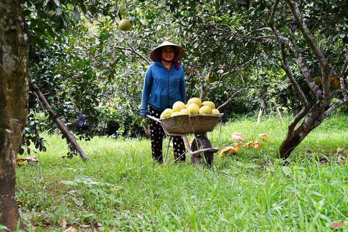 Tại thôn Lộc Yên, xã Hương Đô, bà Phạm Thị Vân phải huy động thêm người thân để đẩy nhanh tiến độ thu hái. Tuy vậy, lượng bưởi trong vườn vẫn không đủ đáp ứng hết các đơn hàng. Với sản lượng gần 2.000 quả, đến nay gia đình đã thu hoạch được khoảng 80%.