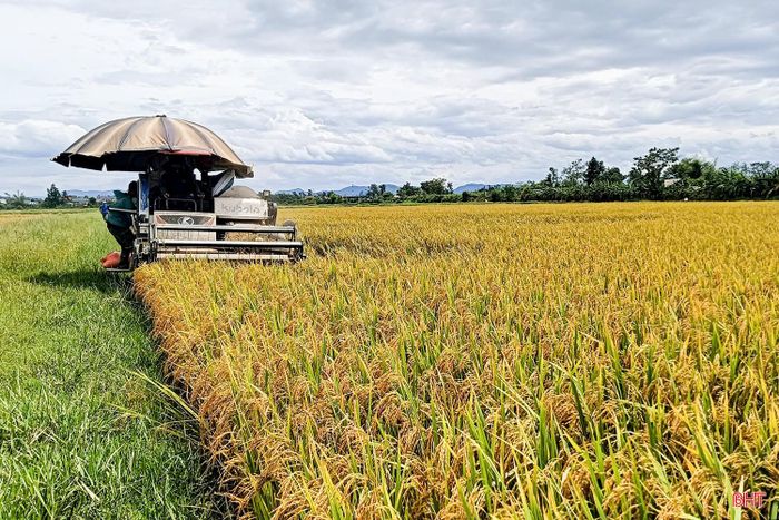Địa phương đã chủ động điều tiết máy gặt, tạo điều kiện cho bà con đẩy nhanh tiến độ thu hoạch.