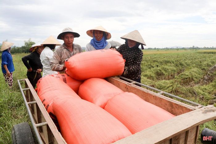 Năm nay, lúa được doanh nghiệp thu mua ngay tại ruộng với giá cao gấp đôi lúa sản xuất theo phương thức thông thường nên người dân hết sức phấn khởi.