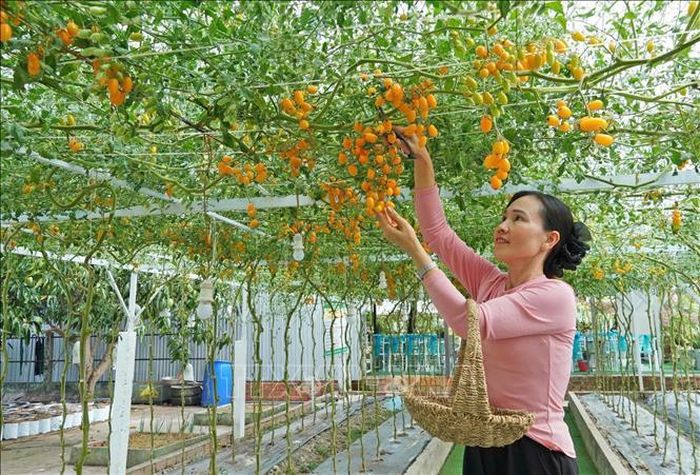Mô hình cải tạo đất phèn mặn để trồng cây ứng dụng công nghệ cao kết hợp phát triển du lịch sinh thái của chị Trần Phương Thảo (46 tuổi, ngụ xã Hồ Thị Kỷ, Cà Mau) không chỉ mang lại doanh thu hàng tỷ đồng mỗi năm mà còn mở ra hướng đi mới cho người dân địa phương. Ảnh: Huỳnh Anh/ TTXVN