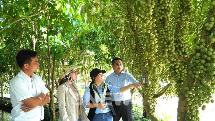 Anh Hứa Trường Giang (bìa phải), Chủ cơ sở kinh doanh vườn dâu Mê Linh Gia trò chuyện cùng khách tham quan. Ảnh: Văn Sĩ-TTXVN