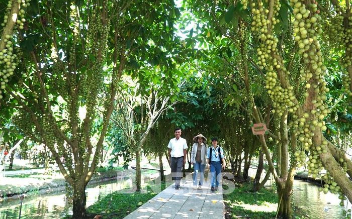 Nhờ áp dụng quy trình trồng hữu cơ và không gian thoáng mát, vườn dâu Mê Linh Gia tạo sự thích thú đối với du khách khi đến tham qua. Ảnh: Văn Sĩ - TTXVN