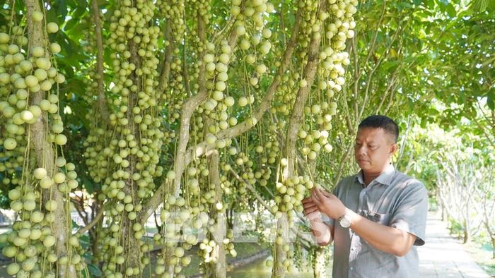 Du khách tham quan vườn dâu Mê Linh Gia, xã Thạnh Lộc, An Giang. Ảnh: Văn Sĩ - TTXVN