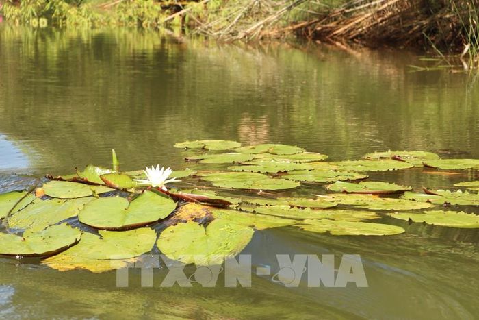 Hoa súng trắng, loài hoa bản địa của vùng Đồng Tháp Mười, trong Vườn Quốc gia Tràm Chim. Ảnh: Hồng Nhung - TTXVN