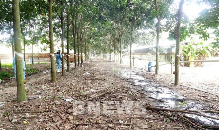 Đường ống dẫn nước thải chăn nuôi sau xử lý để tưới cho cây trồng. Ảnh: Thanh Tân - TTXVN