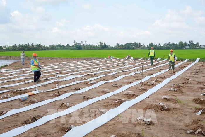 Đơn vị thi công trải bấc thấm ngang để thoát nước, xử lý nền đường ở gói thầu số 1, dự án thành phần 2 cao tốc Châu Đốc - Cần Thơ - Sóc Trăng. Ảnh: Thanh Liêm - TTXVN