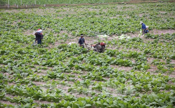 Người dân vùng biên giới Tây Ninh vừa tích cực lao động sản xuất, phát triển kinh tế gia đình, vừa nâng cao ý thức cảnh giác, góp phần giữ gìn an ninh, trật tự địa bàn. Ảnh: Giang Phương - TTXVN