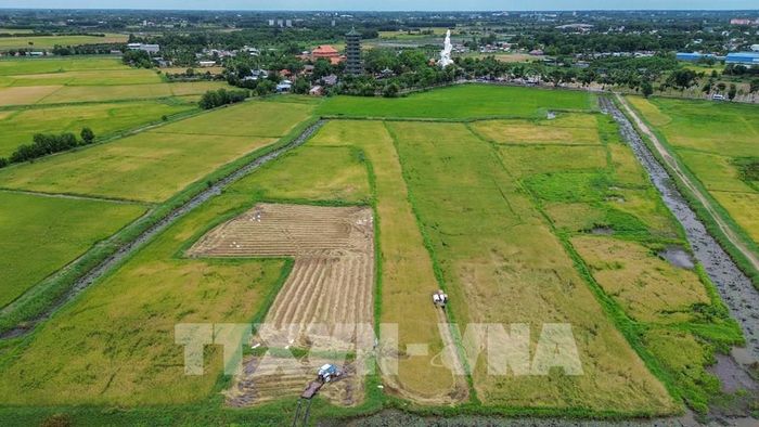 Đẩy nhanh thu hoạch lúa Hè Thu góp phần giúp nông dân chủ động ứng phó với nguy cơ mưa lớn, thời tiết bất lợi. Ảnh: Giang Phương - TTXVN