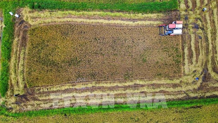 Nông dân tranh thủ thời tiết thuận lợi, đẩy nhanh tiến độ thu hoạch lúa Hè Thu. Ảnh: Giang Phương - TTXVN