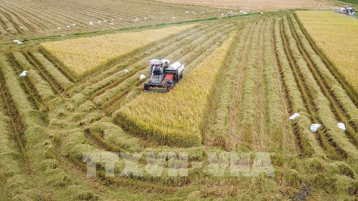 Không khí thu hoạch lúa Hè Thu diễn ra khẩn trương trên các cánh đồng ở Tây Ninh. Ảnh: Giang Phương - TTXVN