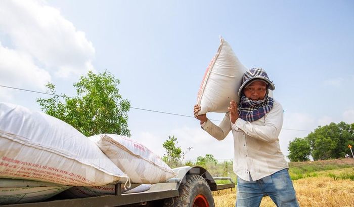 Lúa Hè Thu đến kỳ thu hoạch được nông dân khẩn trương thu gom, vận chuyển khỏi đồng ruộng. Ảnh: Giang Phương - TTXVN