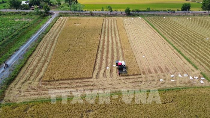 Những ruộng lúa chín vàng được nông dân tập trung thu hoạch nhằm bảo đảm năng suất, sản lượng. Ảnh: Giang Phương - TTXVN