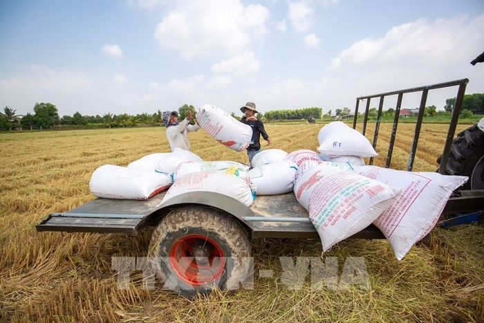 Nông dân tập kết lúa sau thu hoạch, chuẩn bị vận chuyển về nơi bảo quản. Ảnh: Giang Phương - TTXVN