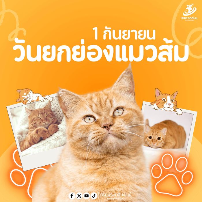Poster hưởng ứng "Ngày tôn vinh mèo cam" (1/9) do Cục Quan hệ Công chúng Thái Lan đăng tải.