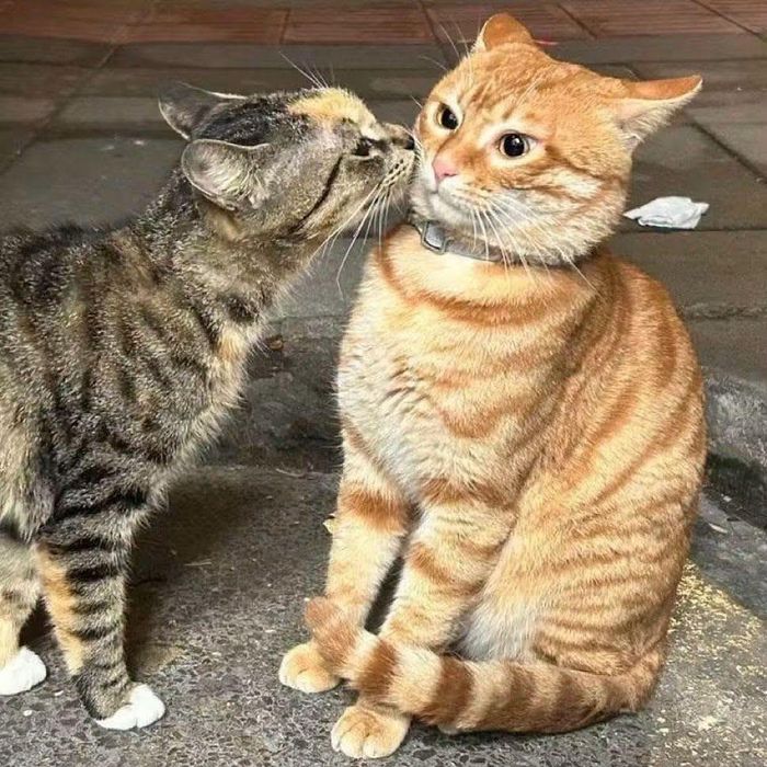 Không chỉ các con sen yêu mến cam mà các giống mèo khác cũng rất mê cam. Ảnh: Thairath