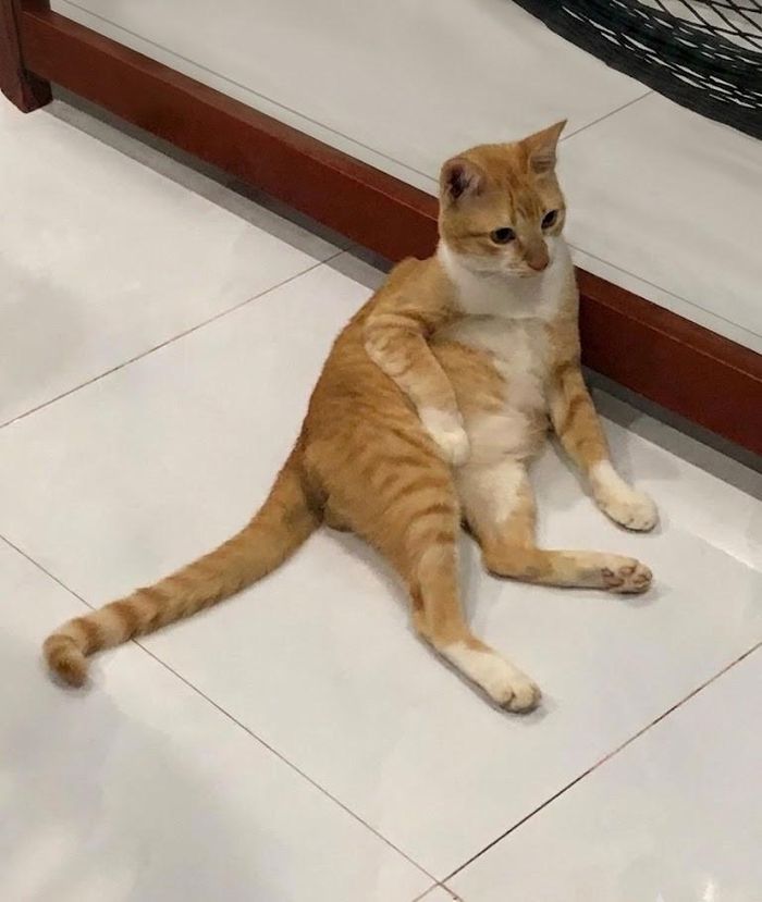 Dáng ngồi bá đạo của cam. Ảnh: Mèo Tư Lùn