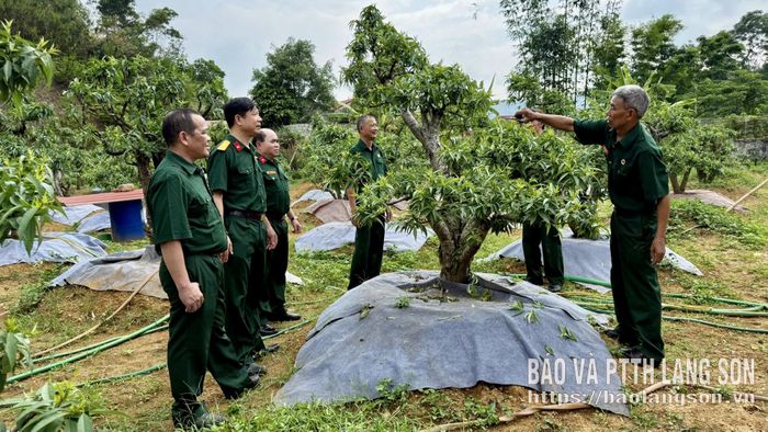 Hội viên cựu chiến binh phường Lương Văn Tri giới thiệu về mô hình trồng đào cảnh