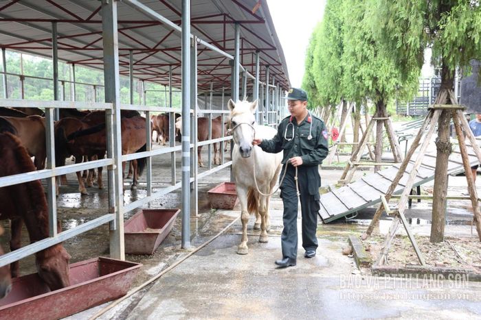 Chiến sĩ Đoàn CSCĐ Kỵ binh, Bộ Tư lệnh CSCĐ (Bộ Công an) chăm sóc chu đáo các "chiến mã"