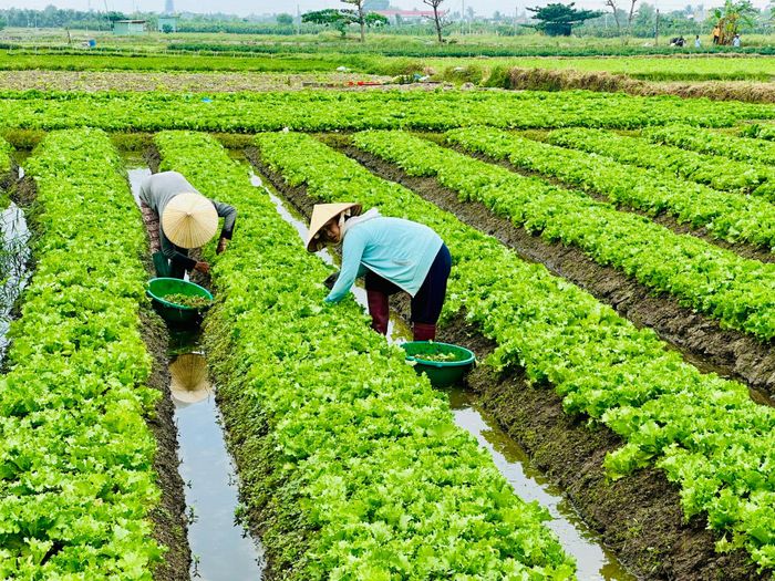 Lâm Đồng có thế mạnh về vùng trồng rau