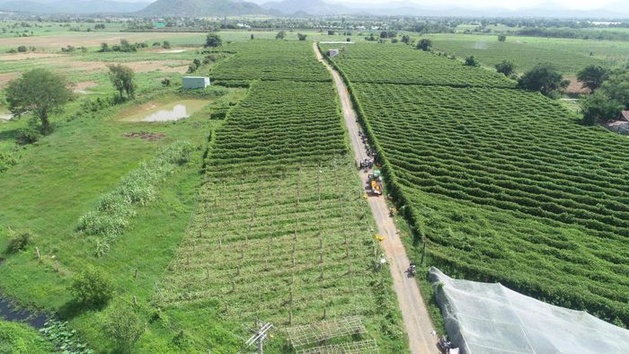 Vùng trồng của EDEN Farm (xã Hàm Thuận)
