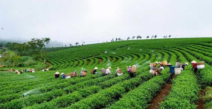 Những đồi chè thơ mộng trong sương sớm ở Bảo Lộc