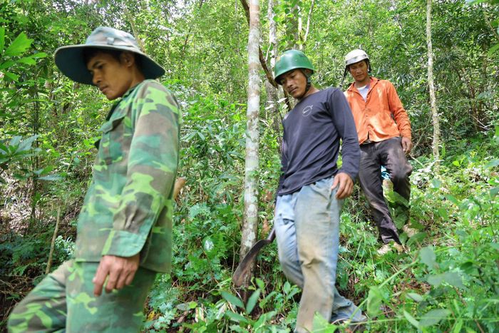Các hộ nhận khoán bảo vệ rừng được huy động tăng cường tuần tra cùng đơn vị chủ rừng trên địa bàn cả tỉnh tăng cường tuần tra, trực 24/24 giờ trong suốt kỳ nghỉ lễ.