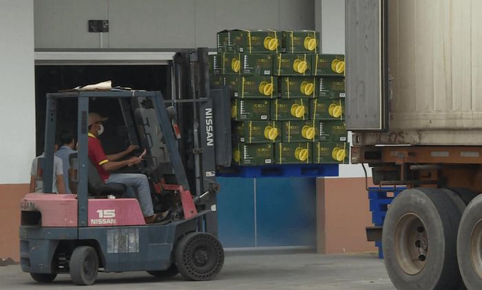 Vận chuyển sầu riêng lên xe lạnh