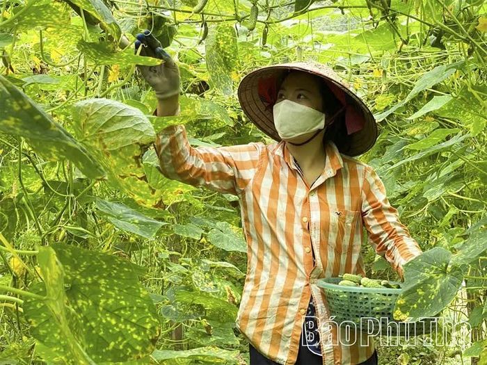 Với sự năng động, cần cù người dân xã Lạc Thủy đã mạnh dạn chuyển đổi cơ cấu cây trồng, thay thế cây lúa bằng những loại cây trồng có giá trị cao.