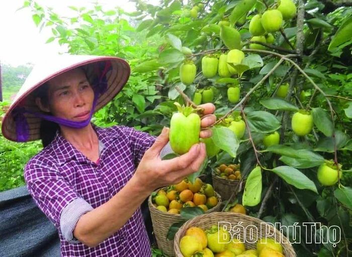 Người dân Gia Thanh thu hái hồng, mang hương vị mùa Thu vào cuộc sống, góp phần nâng cao thu nhập và làm giàu cho quê hương.