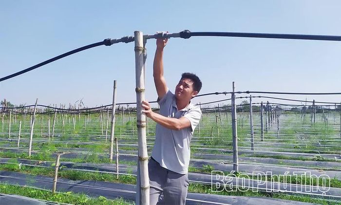 HTX Hoa Sen Lương Lỗ, xã Liên Minh ứng dụng công nghệ tưới nước kèm phân bón pha sẵn tự động, tiết kiệm chi phí sản xuất, tối ưu hóa sử dụng vật tư.